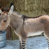 A zonkey size