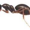 Ant size