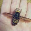 Asian giant hornet size