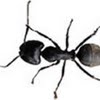 Black ant size