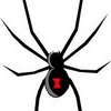 Black widow spider size
