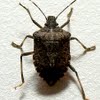 Brown marmorated stink bug size