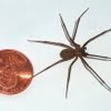 Brown recluse spider size