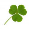 Clover leaf size