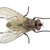 Common housefly size