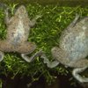 Dwarf african frogs hymenochirus boettgeri size