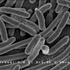 E coli bacterium size