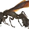 Garuda wasp size
