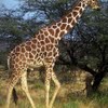 Giraffe he0 size