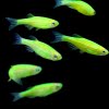 Glofish danios size