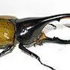 Hercules beetle size