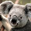 How big is a koala size