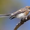 Juvenile grey fantail size