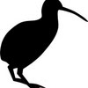 Kiwi bird size