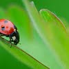 Ladybug size