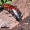 Madagascar hissing cockroach size