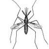 Mosquito size