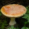 Mushroom size