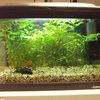 My aquarium at work size