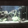 My fish tank size