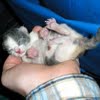 Newborn kitten size