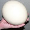 Ostrich egg size