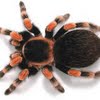 Spider 2 size