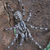 Sri lankan tarantula size