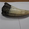 T rex tooth size
