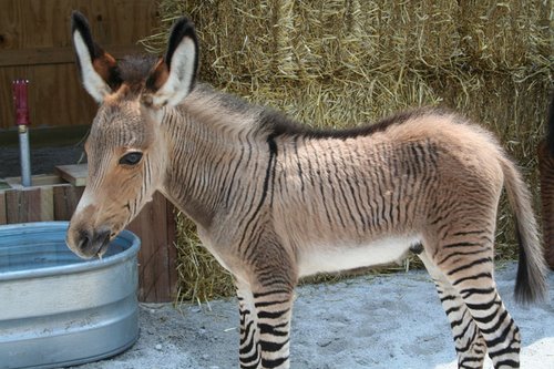 A ZONKEY!!! Actual Size Image