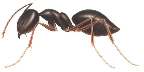 Ant Actual Size Image