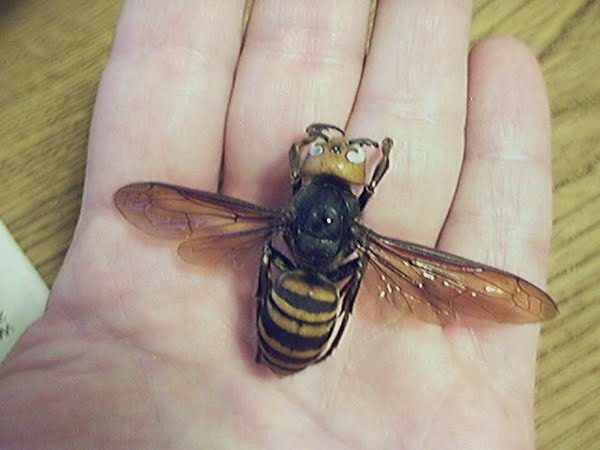 Asian giant hornet Actual Size Image