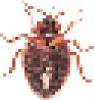 Bed bug Actual Size Image