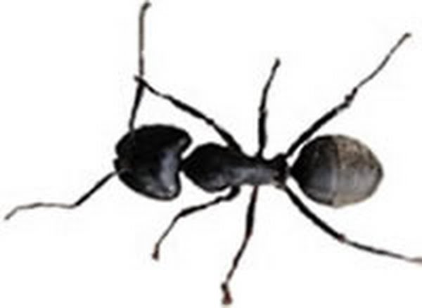 Black Ant Actual Size Image