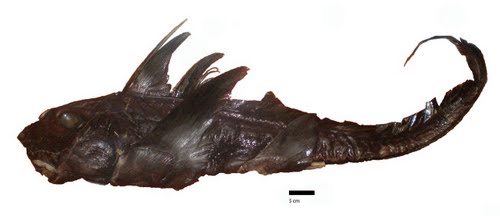 Black Ghostshark a newly discovered species Actual Size Image