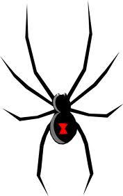 Black widow spider Actual Size Image