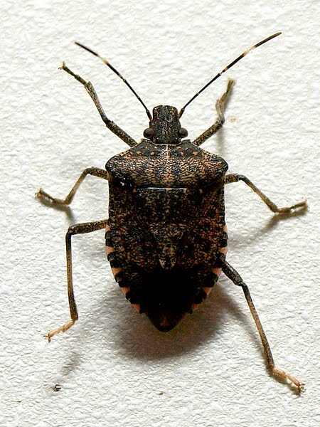 Brown Marmorated Stink Bug Actual Size Image