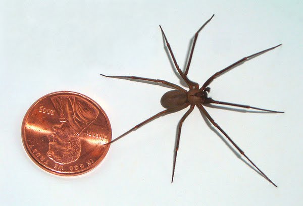 Brown recluse spider Actual Size Image