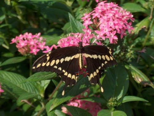 Butterfly Actual Size Image