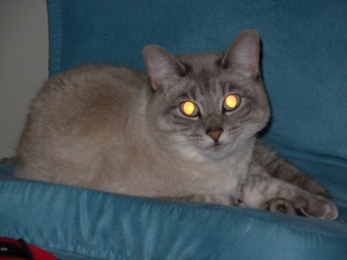 cat (2) Actual Size Image