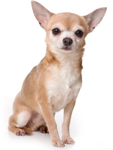 Chihuahua Actual Size Image