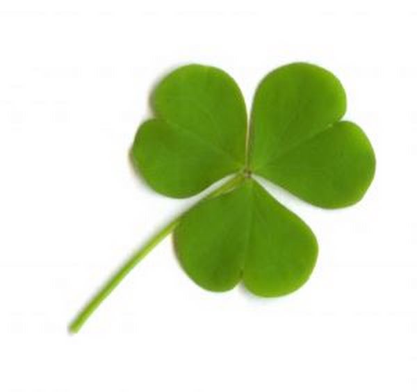 Clover Leaf Actual Size Image