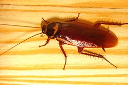 Cockroach Actual Size Image