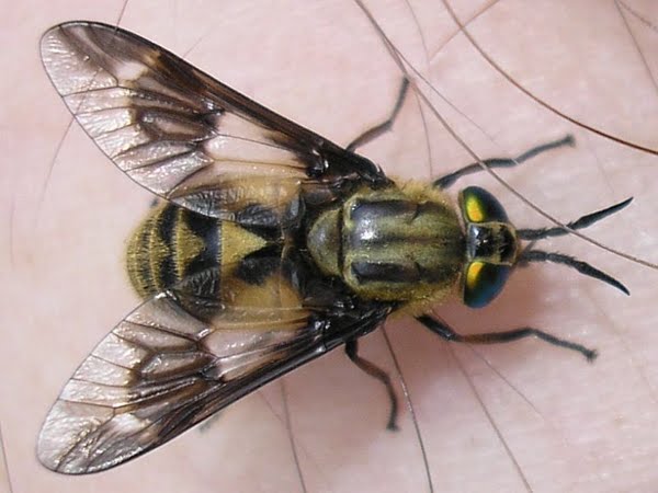 Deer Fly Actual Size Image