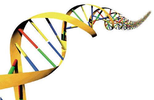 DNA Actual Size Image