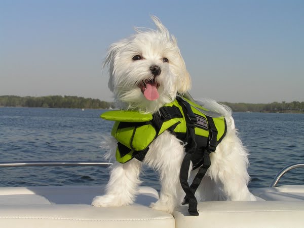 DOG WITH VEST Actual Size Image