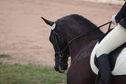 dressage rider 0.jpg Actual Size Image