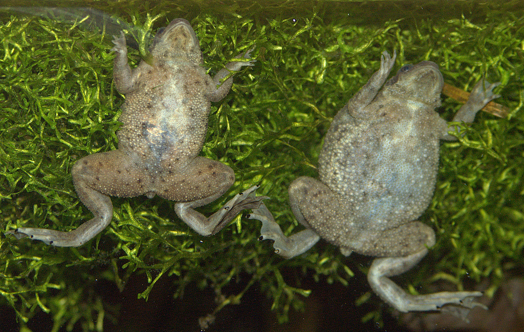 Dwarf African Frogs - Hymenochirus boettgeri (2) Actual Size Image