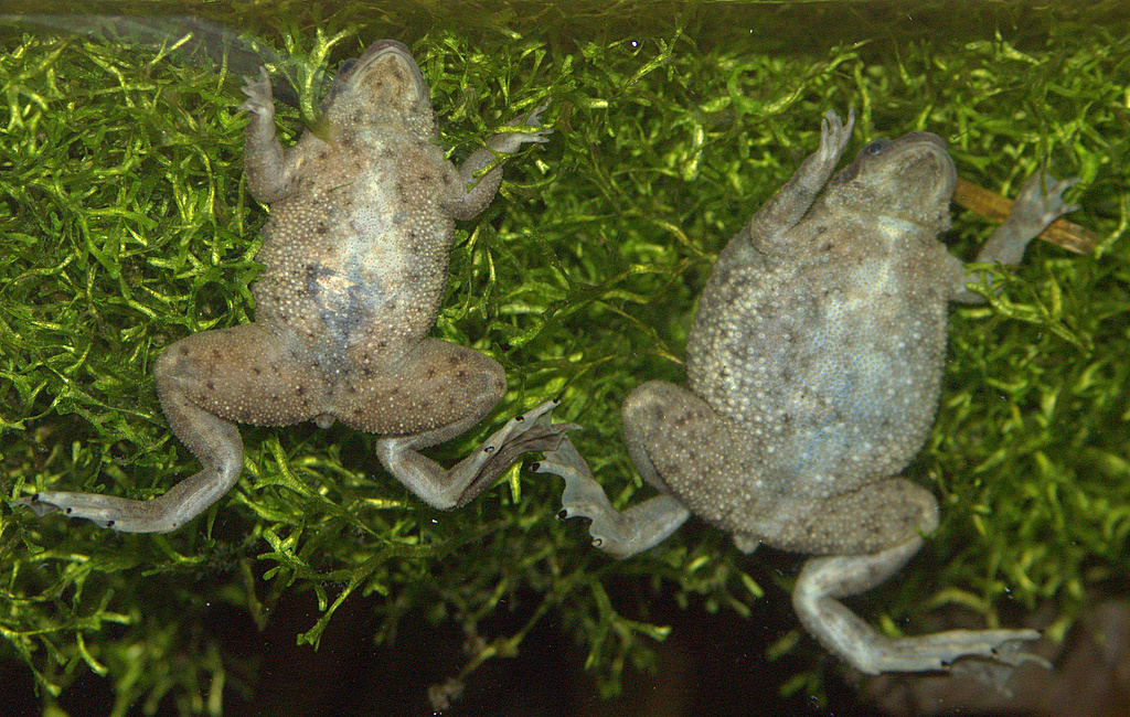 Dwarf African Frogs Hymenochirus Boettgeri 2 Actual Size Image