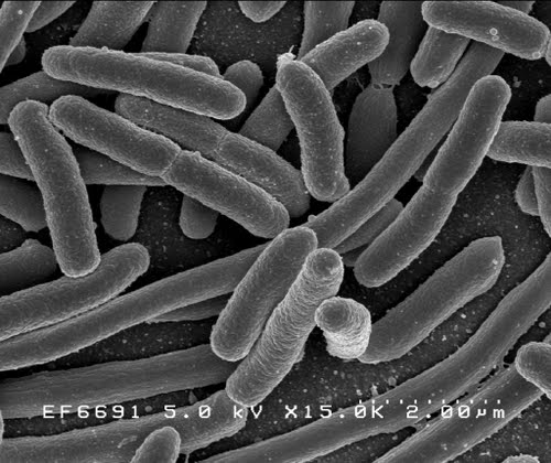 E. Coli Bacterium Actual Size Image
